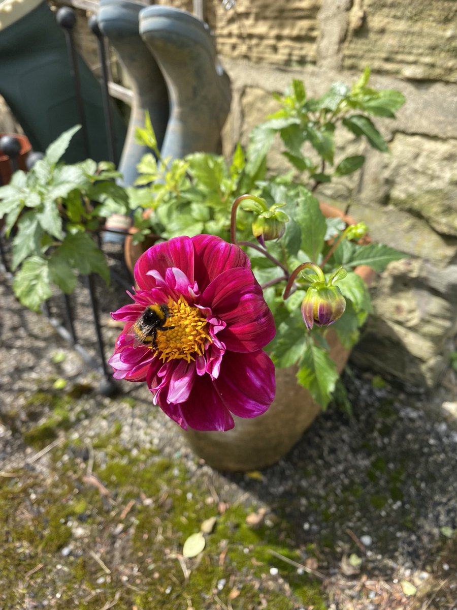 sunbeamshelley's tweet photo. Welcoming the bees #summer #leeds https://t.co/XwuvJTqzns