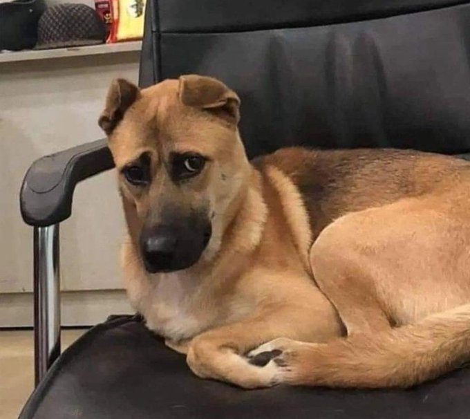 *me telling my problems to my pet*  my pet: https://t.co/5joUG7AAtA