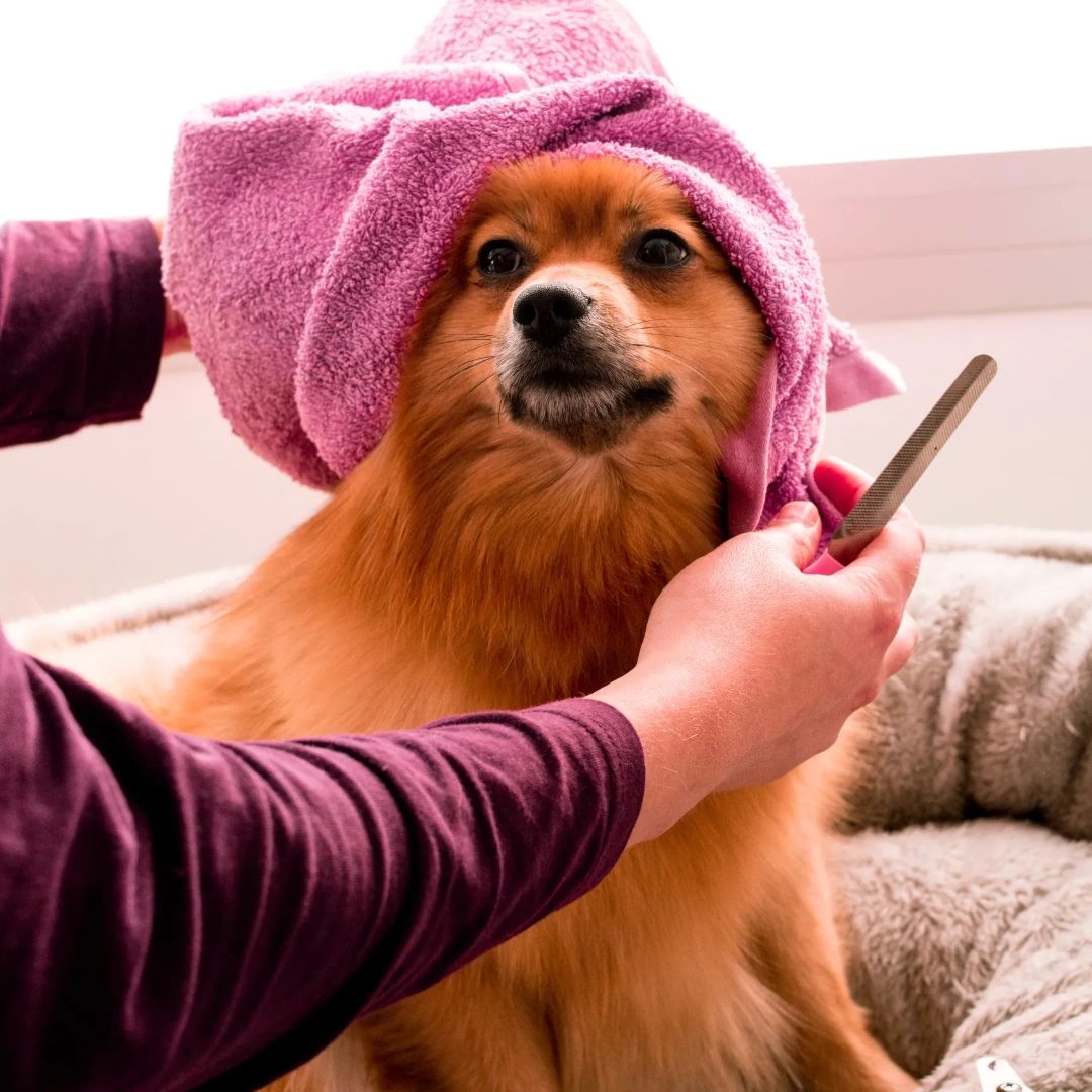 Camprunamuttcv's tweet photo. 🐾 Give your furry friend the spa treatment they deserve! We offer grooming services that will make them look, smell, and feel fresh.✨ https://t.co/MKp6EYT0n2