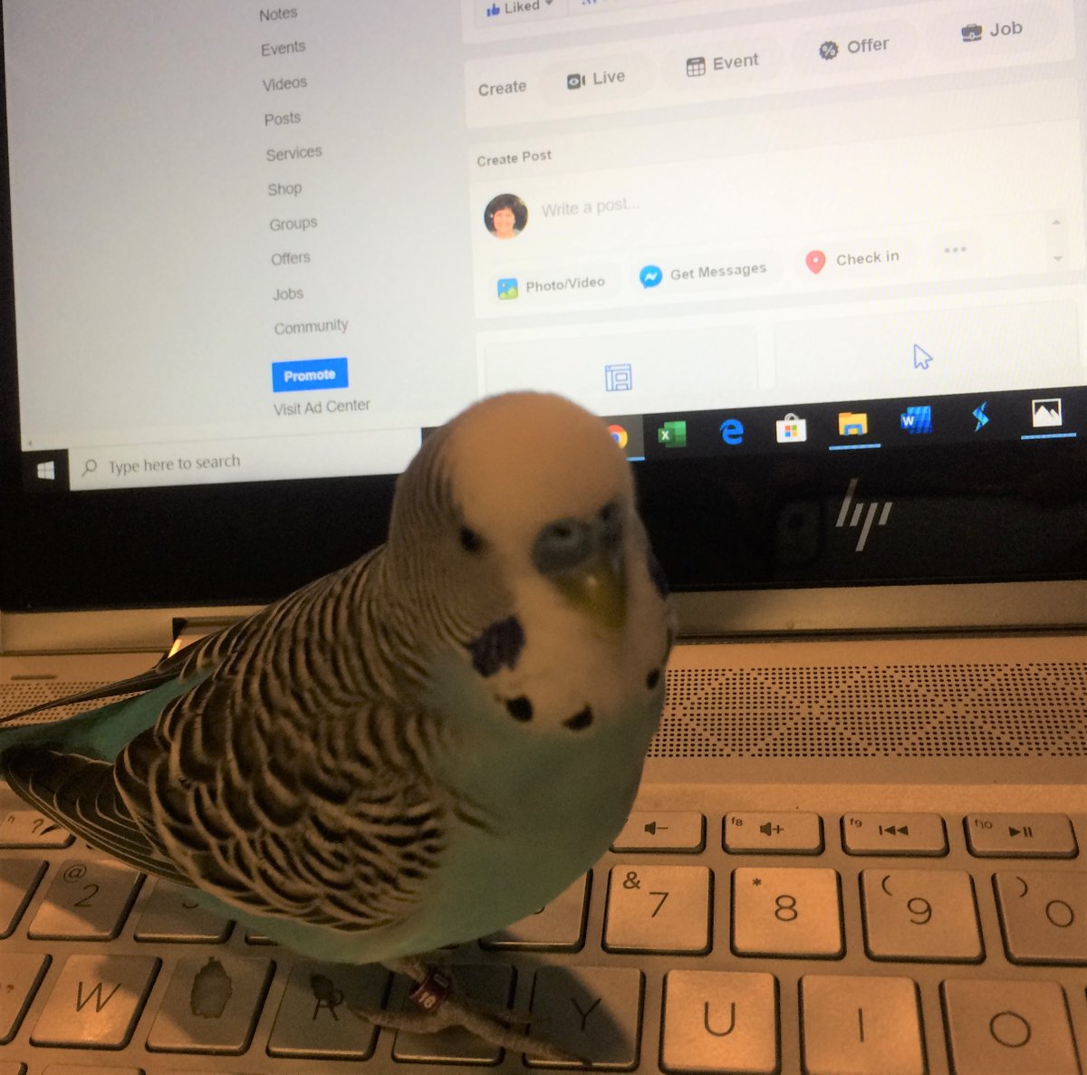 My feed just changed to the new logo. ALL of the fun has finally gone out of Twitter for me... and my bird, Bluester: