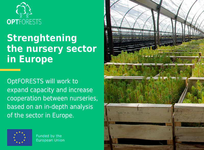 OptFORESTS's tweet photo. 🇪🇺🌳An in-depth analysis of the nursery sector in Europe &amp; its capacity to produce diverse forest reproductive material is key to meeting EU #reforestation demands.

This is one of the thematic strands of our mission - stay tuned for our #DiscoverOptFORESTS campaign!  #HorizonEU https://t.co/VelhC4F2h8