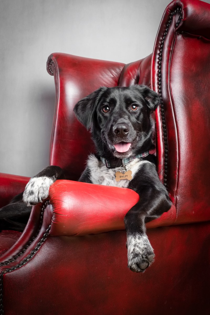 At #TheGloucesterDogPhotographer, every dog is a superstar! Experience our bespoke photo sessions, tailored to your dog's unique personality. Let us capture your furry friend's true essence. 📸🐾