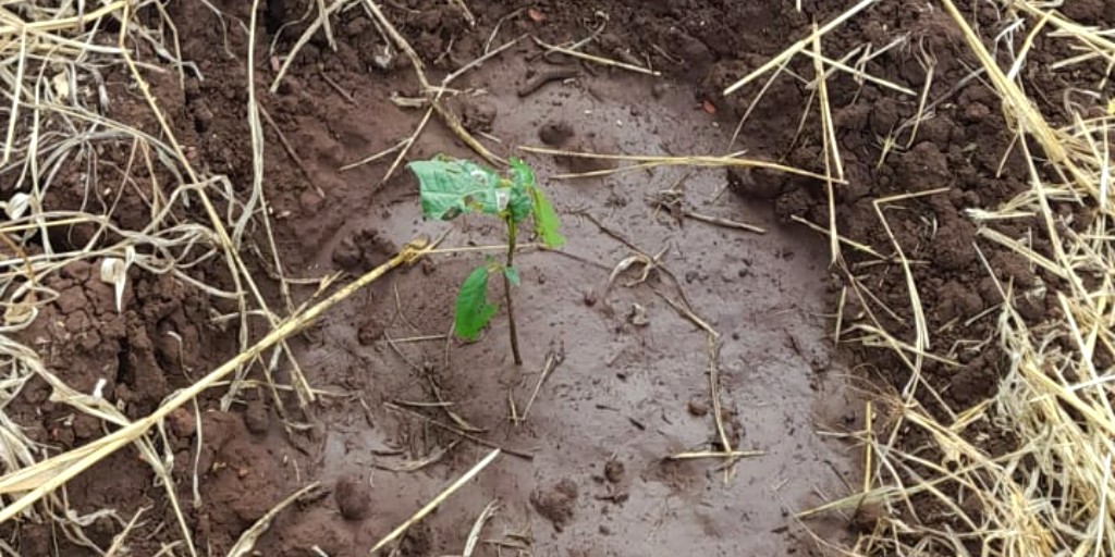 Residents of Kiruyu Catchment Area in Meru are showing their love for nature!  They were watering trees generously donated by Born Free to promote biodiversity protection. Way to go in restoring and safeguarding the catchment area!  🌱🌍#BiodiversityProtection #CommunityEfforts