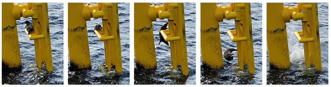 Seagreen Wind Energy Ltd tweet media