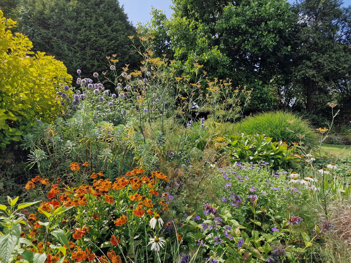 Yesterday's view from the Fire Borders. Heleniums very happy this year. Fennel and a few others slightly less so but generally a happy bprder