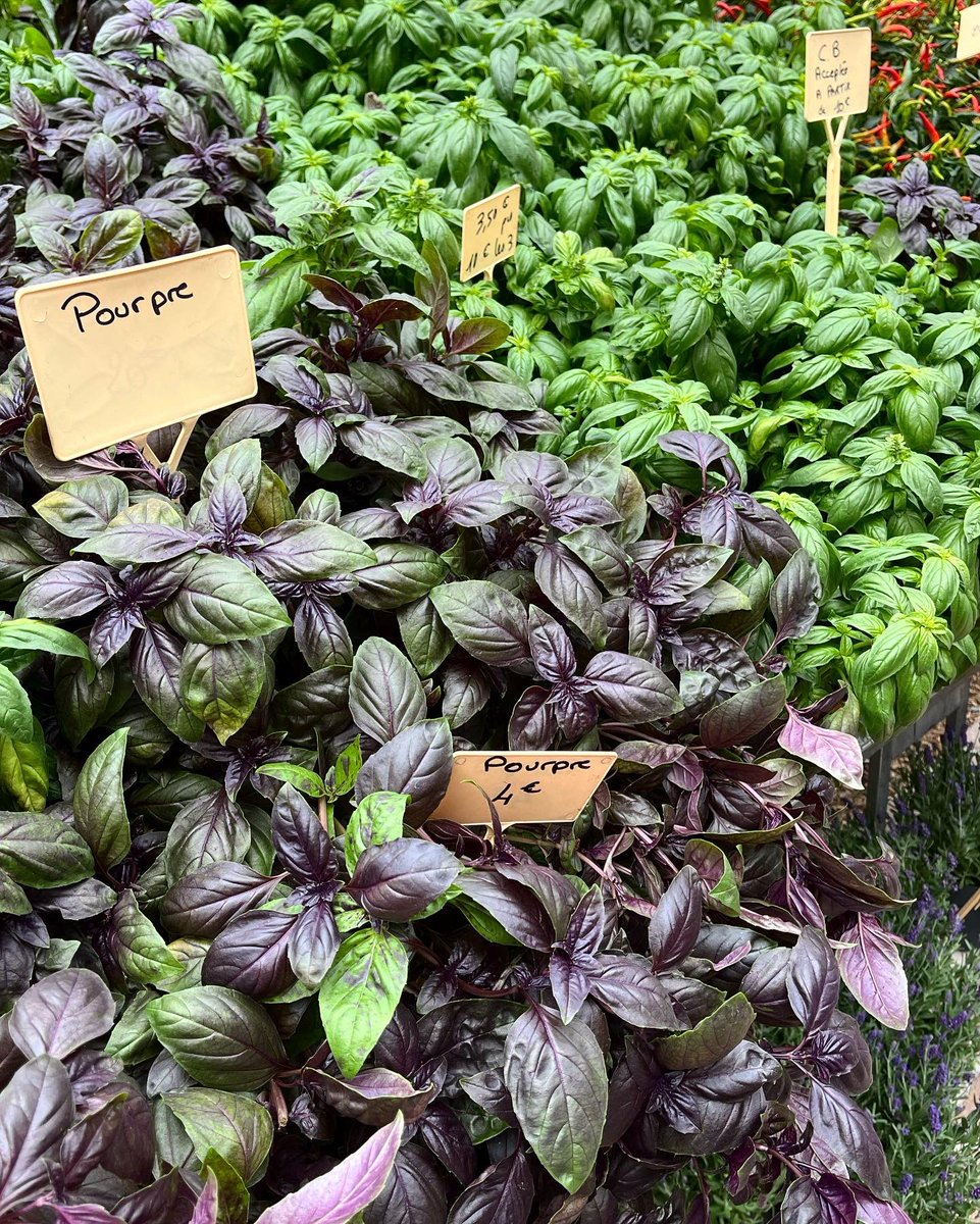 RenaissanceT37's tweet photo. 🌿🧄 Notre belle #Touraine en fête à #Tours aujourd’hui avec la traditionnelle foire à l’#ail et au #basilic, qui anime la ville à la Sainte-Anne depuis le Moyen Âge !
🧺 Beaucoup de tourangelles, de tourangeaux mais aussi des touristes venus de loin !
#Tradition #VieuxTours https://t.co/QiSUx2Afkb
