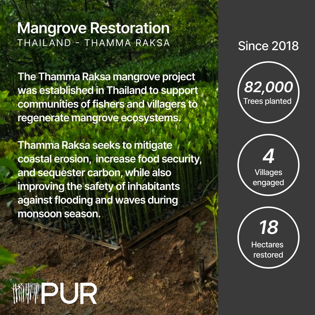Today, it's time to pay attention to the vital role of #Mangrove trees on coastal ecosystems and local communities.

#InternationalDayfortheConservationoftheMangroveEcosystem

Learn more about PUR's impact on mangrove restoration: 👉 bit.ly/3Y7AxHw