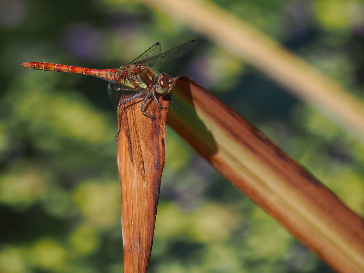 Great to see 3 Kestrels  on Patch at Walthamstow Marshes this morning. My first on Patch since January! Also, my first Common Darter of the Year (finally), Green Woodpecker, Little Egret, Kingfisher, Grey Wagtail, some showy Swifts, and more! <a href="/WeLoveE17Marsh/">Walthamstow Marsh & E17 Wetlands</a> <a href="/SaveLeaMarshes/">Save Lea Marshes 🍃💚🍃</a>