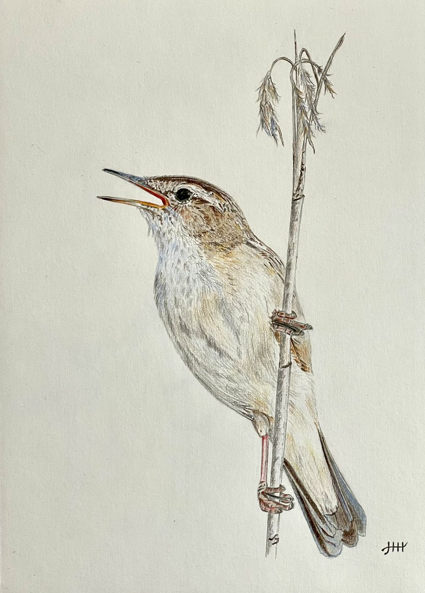 This is my drawing of a Sedge Warbler ✍️ Already sold 😊 #sedgewarbler #reed #bird #birds #colouredpencils #drawing #pencilart #artistsontwitter