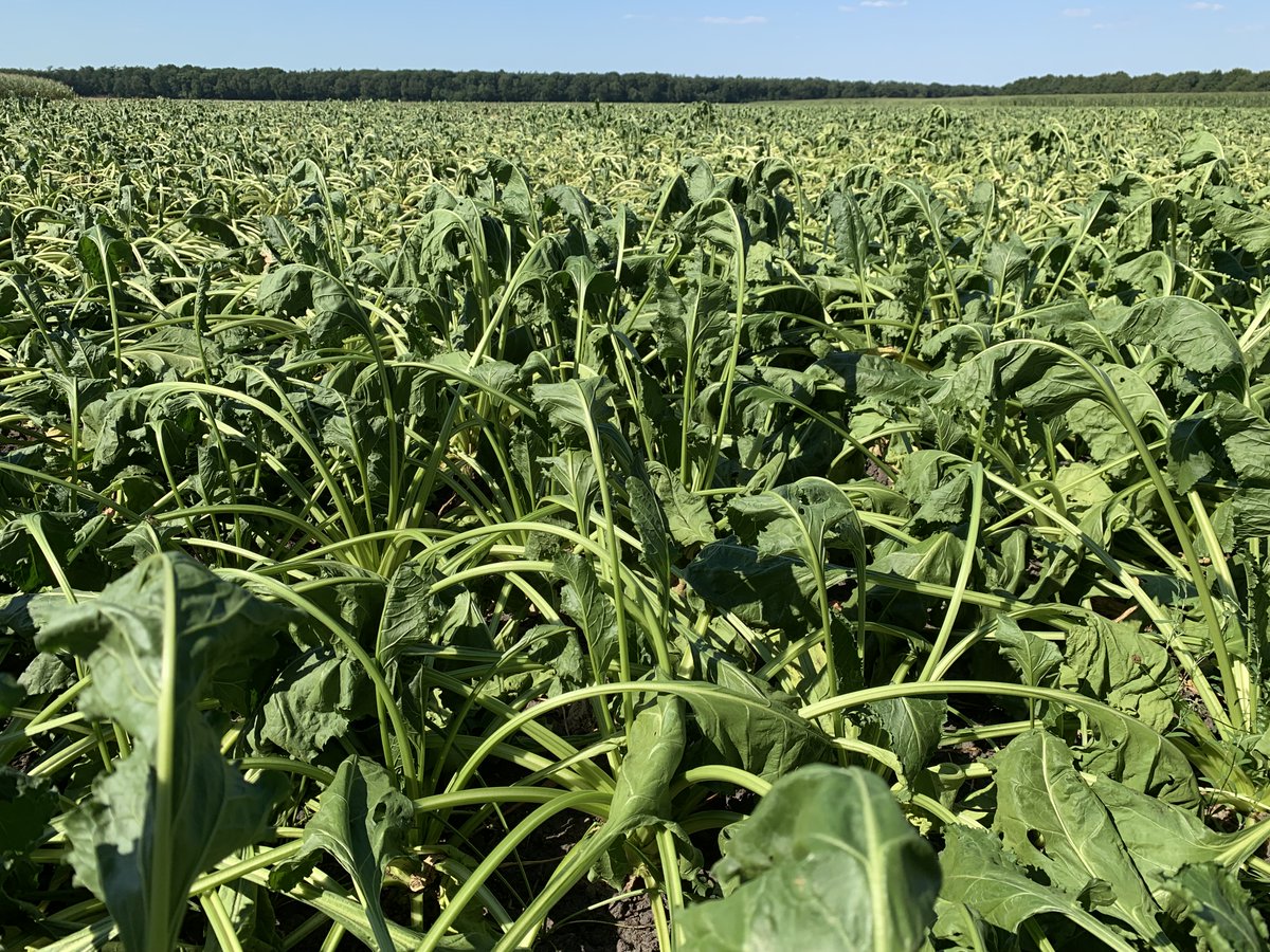 Hoe kunnen we #weersextremen opvangen door inzet van natuurgebieden en natuurlijke processen? Die vraag stond centraal bij de presentatie van Eddy Wymenga bij Groeningen op 6 juli j.l. Zie voor meer info en een link naar de presentatie: altwym.nl/nieuws/water-v…