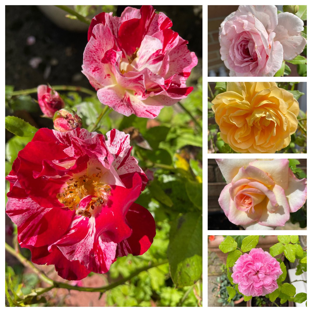 susanjanegray's tweet photo. #RoseWednesday #roses #garden #GardeningTwitter https://t.co/hl1uz4jt6e