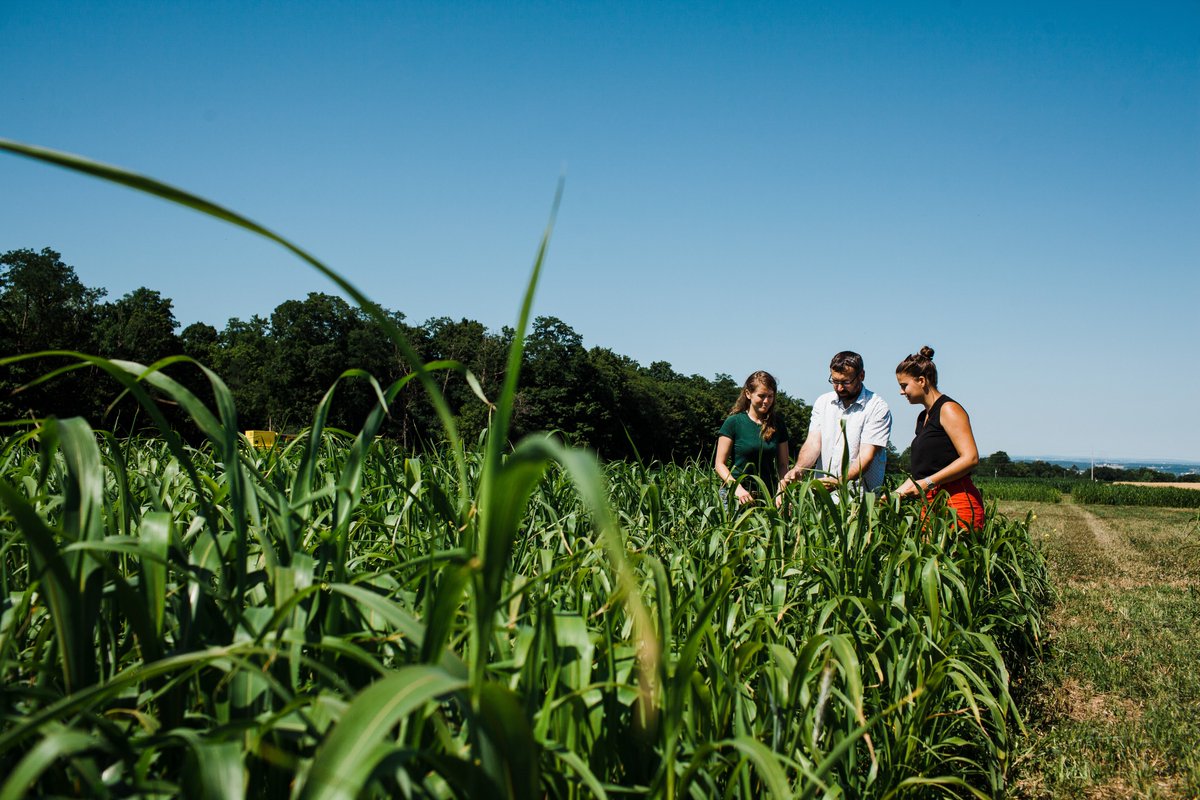 MagdalenLindebe's tweet image. Cornell Sustainable Cropping Systems Lab (Ryan lab) is looking for a postdoc! Strengthen food systems through interdisciplinary, systems-based research on agronomic management practices. @CornellCALS #CornellSIPS #agronomy #soil academicjobsonline.org/ajo/jobs/25085