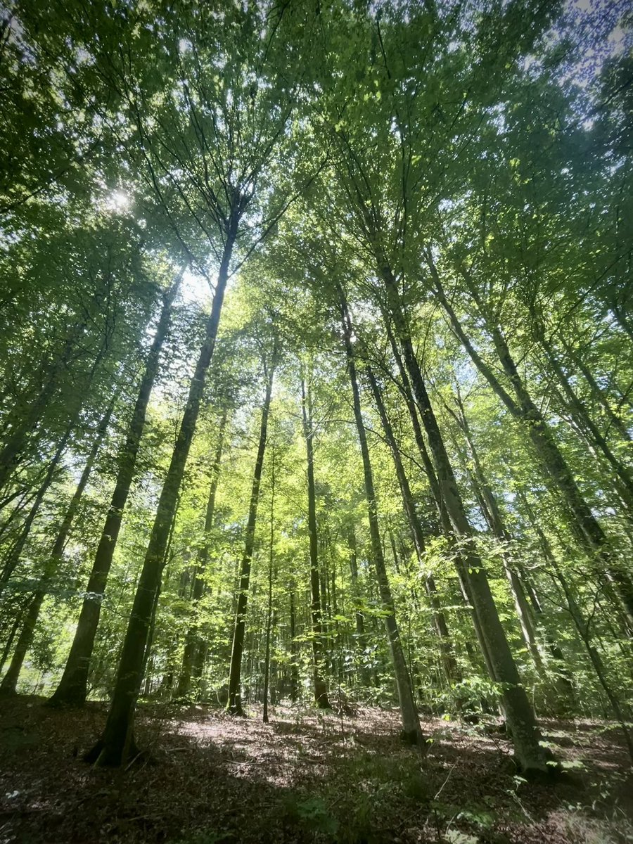 madrepachamama's tweet photo. ¡Buenos días a todos! 🌞🌿 Que la maravillosa energía de la naturaleza nos impulse e inspire en esta jornada. 🌱✨ Disfrutemos de su belleza y paz para tener un día pleno y feliz. ¡Que tengan un maravilloso día! 🍃💫 #Naturaleza #Energía #Felicidad https://t.co/ce6vB8pq4m