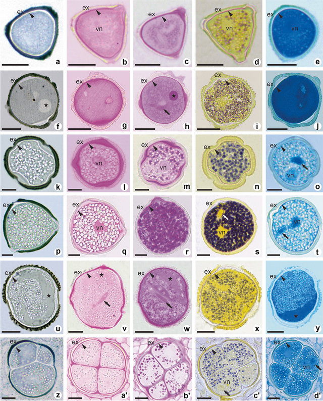 @PIorfino @ParasiteGal @yro854 @DiegoMoralesN @kdoc62 @HENRYY_MD @MarcelaSaebL @ArjunRamaiya1 I found an interesting paper where the authors ran various stains to show different pollen structures. I'm by no means a pollen expert or anything like that, so not sure how much this translates across different species of pollen, but if you have the block it might be interesting…