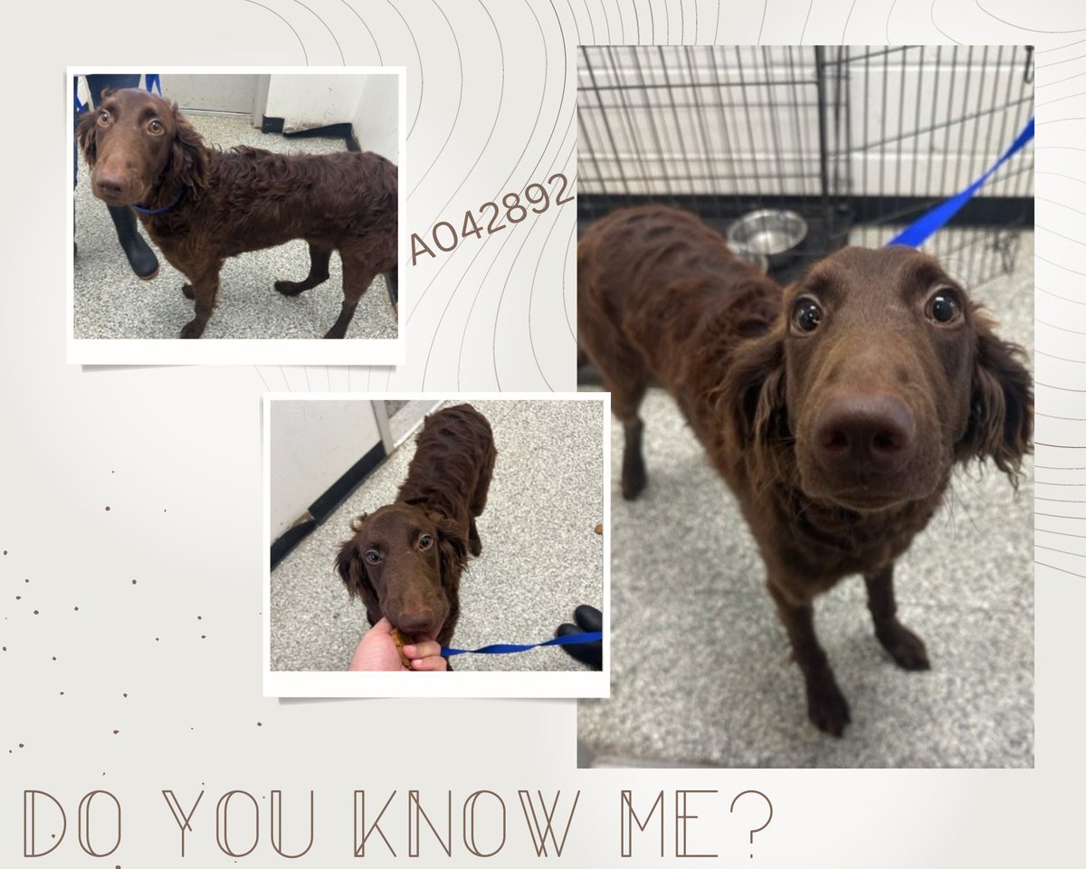 Do you know me?

This handsome boy came into the shelter as a stray from Pecan Lake yesterday. He's very sweet and friendly, and looks well cared for. He didn't have any tags or microchip...but we're hoping to reunite him with his rightful family soon! Due to our current space