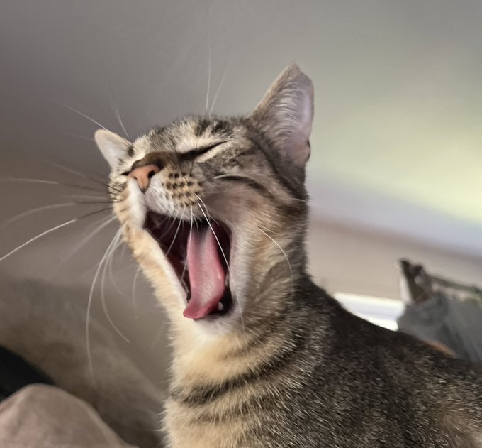 she is so cute, my little best friend https://t.co/jjImYebCVB