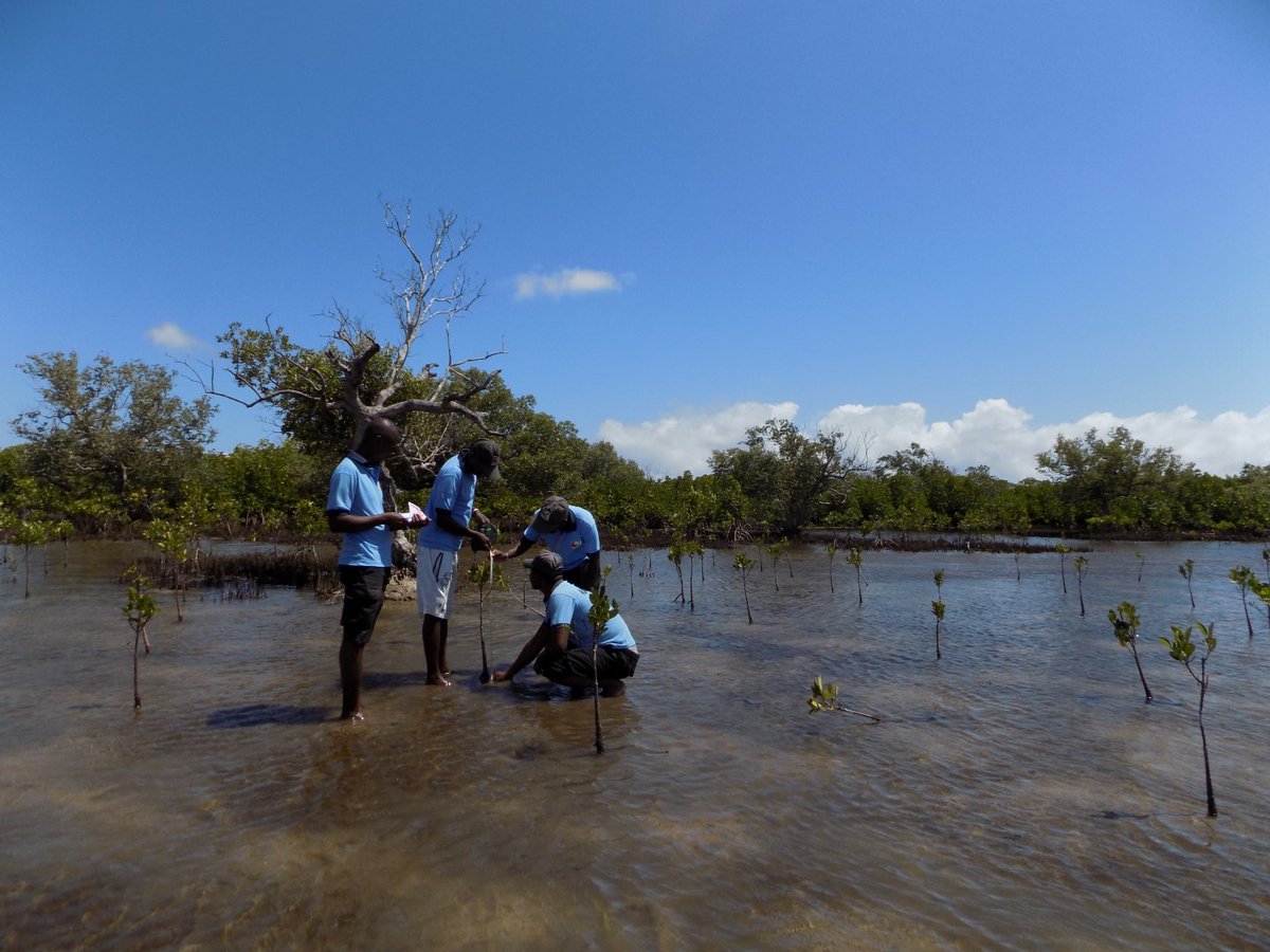 FANAMBY's tweet photo. 🌿 Aujourd'hui marque la journée internationale des mangroves.

🌍 Pour les populations locales, les mangroves ont une grande importance. Elles fournissent des sources de revenu et d'alimentation essentielle aux populations environnantes. https://t.co/u5Ax7LeawS