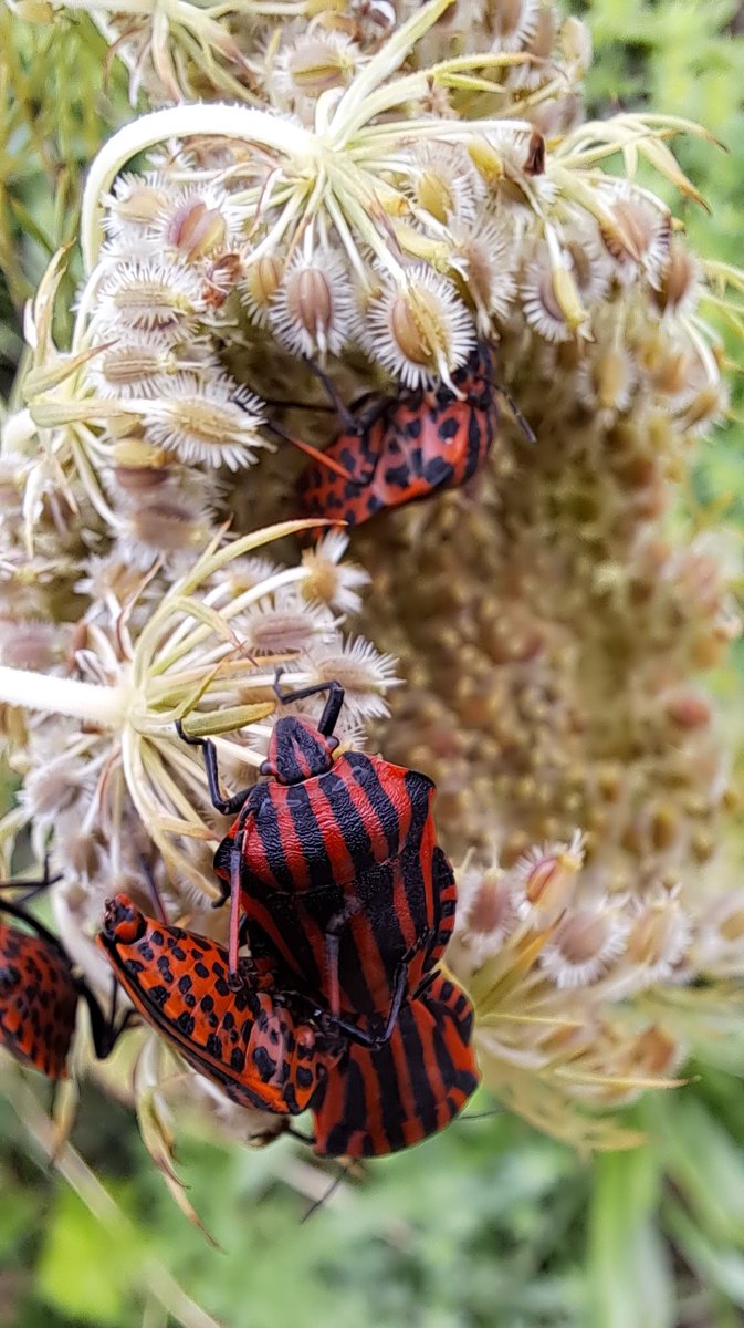 JiscaDijk's tweet photo. #Pyjamaschildwants #GraphosomaItalicum #DaucusCarota #wildetuin #adoptietuin #insecten #wantsen #schildwantsen #Twente
Wel 10 gevangeniswantsen op de peen is
dat niet grappig 😃
Dus maaimenogniet! https://t.co/k1M85iK67V