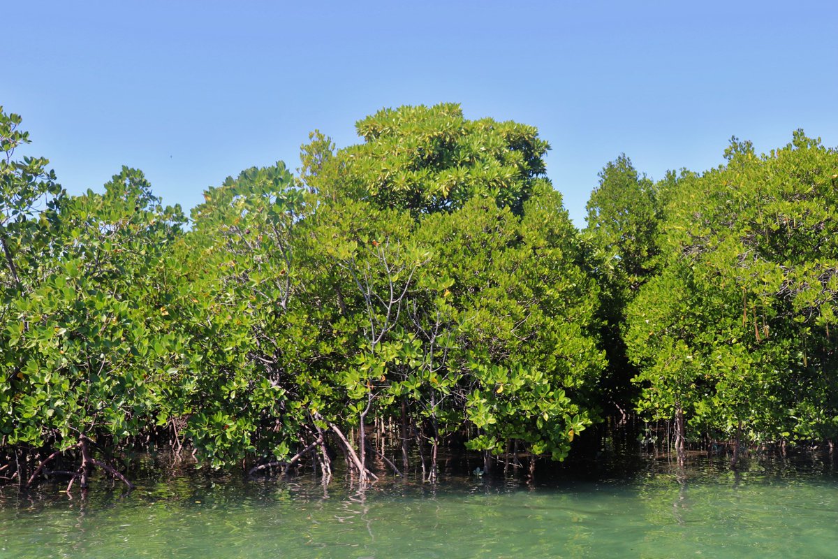 FANAMBY's tweet photo. 🌿 Aujourd'hui marque la journée internationale des mangroves.

🌍 Pour les populations locales, les mangroves ont une grande importance. Elles fournissent des sources de revenu et d'alimentation essentielle aux populations environnantes. https://t.co/u5Ax7LeawS