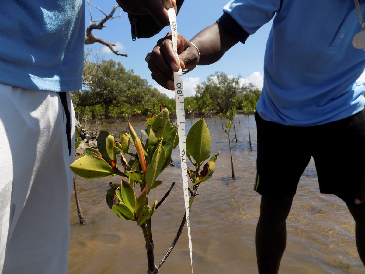 FANAMBY's tweet photo. 🌿 Aujourd'hui marque la journée internationale des mangroves.

🌍 Pour les populations locales, les mangroves ont une grande importance. Elles fournissent des sources de revenu et d'alimentation essentielle aux populations environnantes. https://t.co/u5Ax7LeawS