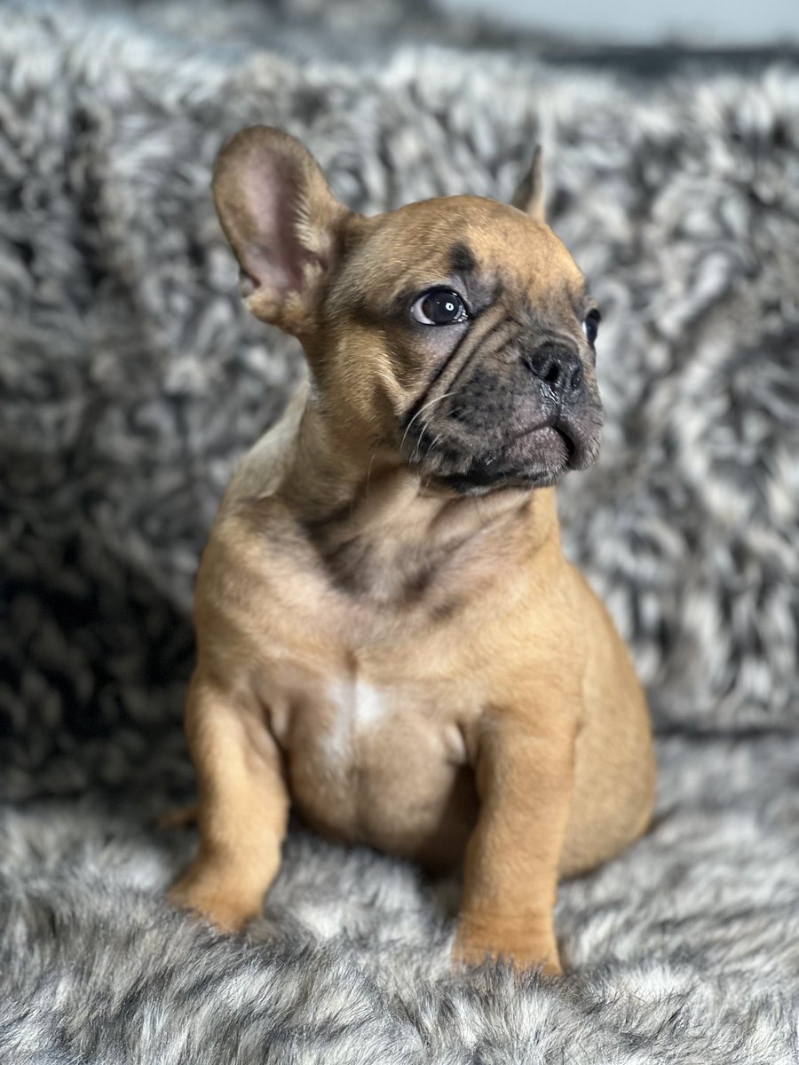 AtlFrenchy's tweet photo. 🎯 Limited Availability: Act Now and Secure Your Reservation 🎯
Time is of the essence! Our exclusive reservation program has limited spots available, ensuring that our French bulldogs find their forever homes with the most dedicated and loving families. https://t.co/46QQtdy9zN