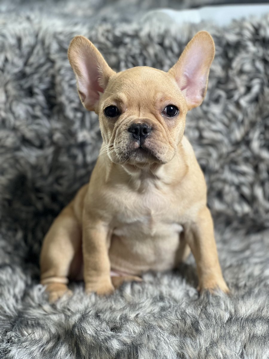 AtlFrenchy's tweet photo. 🎯 Limited Availability: Act Now and Secure Your Reservation 🎯
Time is of the essence! Our exclusive reservation program has limited spots available, ensuring that our French bulldogs find their forever homes with the most dedicated and loving families. https://t.co/46QQtdy9zN