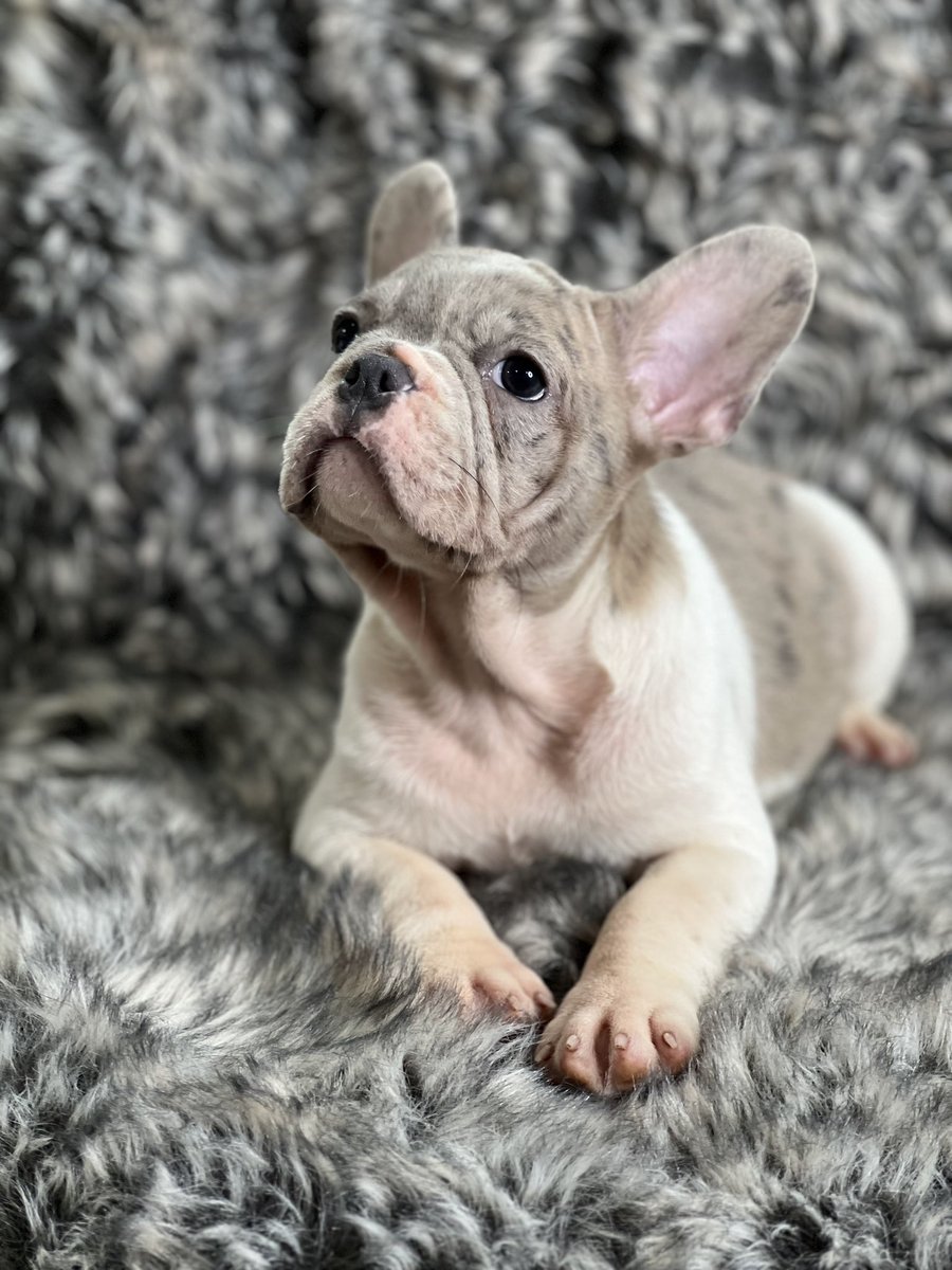 AtlFrenchy's tweet photo. 🎯 Limited Availability: Act Now and Secure Your Reservation 🎯
Time is of the essence! Our exclusive reservation program has limited spots available, ensuring that our French bulldogs find their forever homes with the most dedicated and loving families. https://t.co/46QQtdy9zN