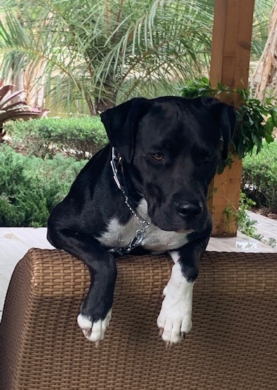 r2rickster's tweet image. Boomer is on #TeamCommander