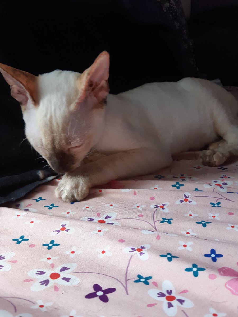 feloxa's tweet photo. @gagagmagician @YumiMain YOUR CAT LOOKS SO MUCH LIKE MINE https://t.co/EdUTpaKq0j