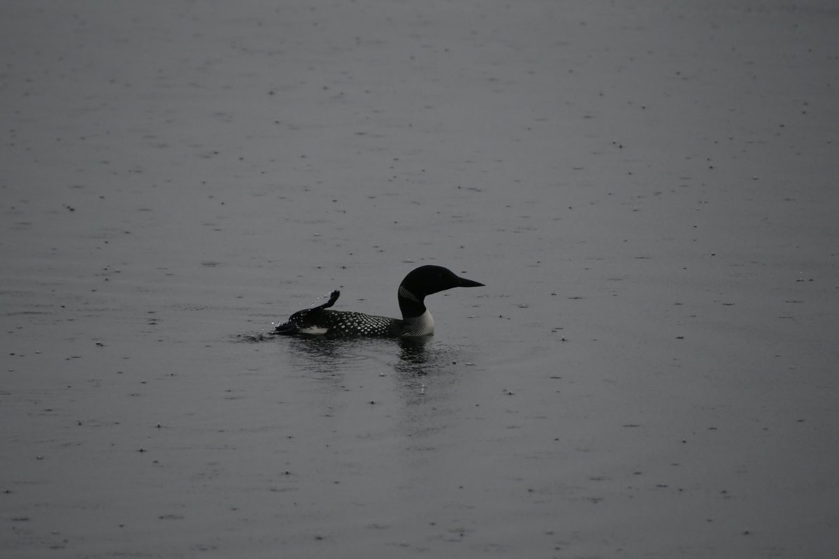 TrynSlp's tweet photo. Gonna eXit this maelström of a site very soon. I will be at KathrynAAC dot bsky dot social.  Here is a picture of a loon. Thanks for reading. https://t.co/OJqko2Jh5Y