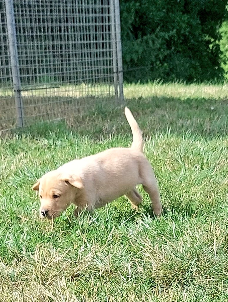 TrooperSnooks's tweet photo. My pal and business partner Richard Gould has bred a cracking litter of yellow labs from his bitch 'Dolly'. Hip and elbows tested, DNA tested for PRA, CNM, EIC &amp; SD2. Only dog pups left, 6weeks old and soon ready to go. Message me for details. https://t.co/Qb7Nel76l3