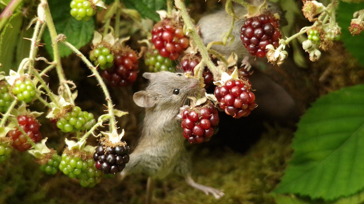 simon_dell_tog's tweet photo. Baby Bramble Mouse . https://t.co/V8RfjXqoKW