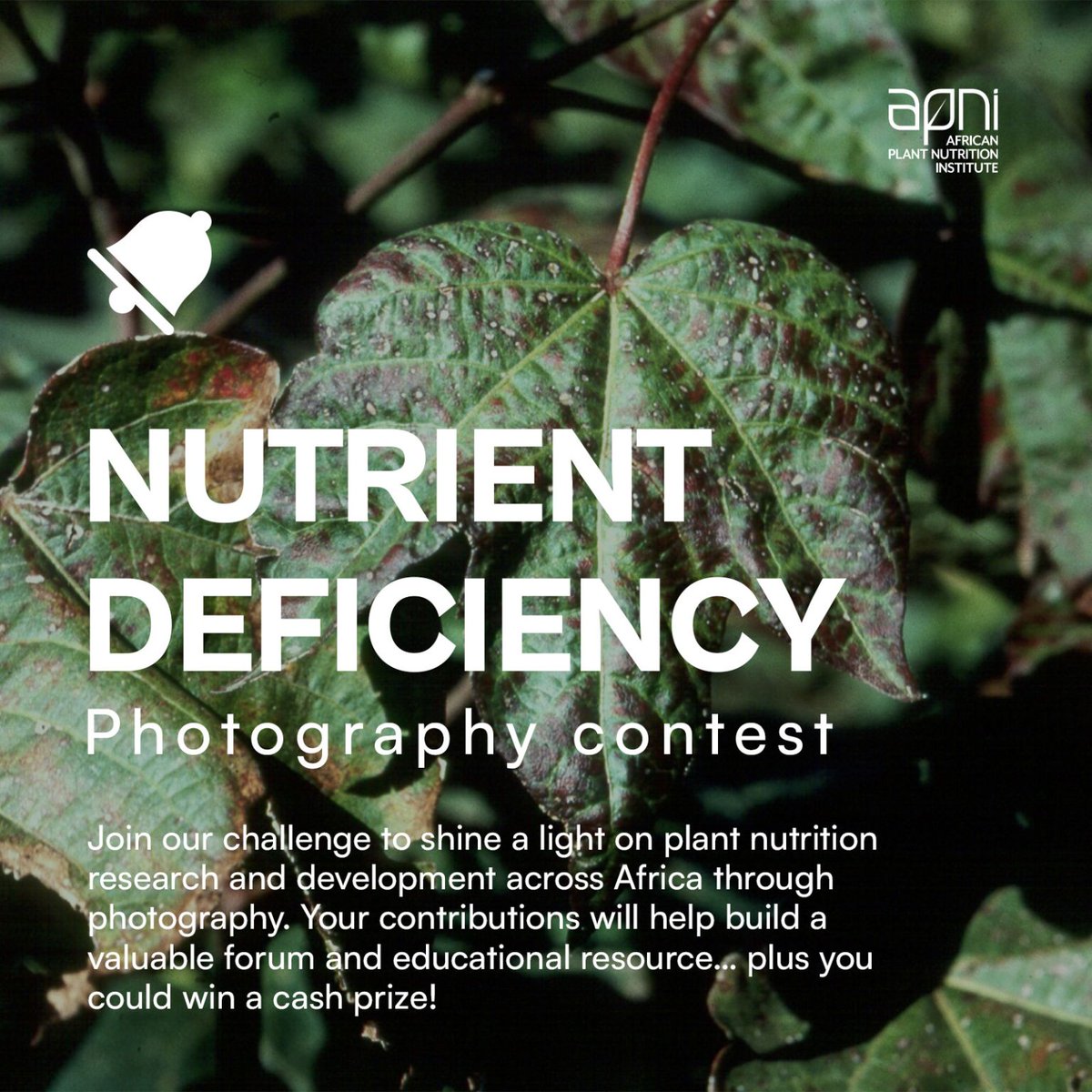 PlantAfrican's tweet photo. Good news!
APNI's photo contest remains open through the month of August! Share your 📸 of Nutrient Deficiency Symptoms in Crops, or your experiences with Plant Nutrition Research in Africa, for a chance to win a cash prize 💵!
Submit your photos here 👉🏽 https://t.co/qXtwnrkehE https://t.co/uvEnxTjHVC