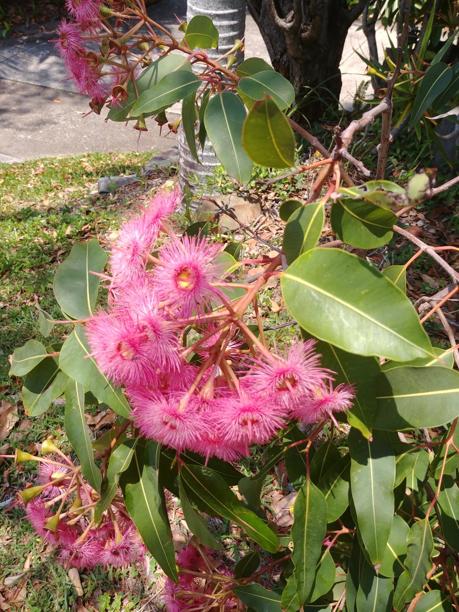hi! I'm joining <a href="/UniMelb/">University of Melbourne</a>  School of Agriculture, Food and Ecosystem Sciences on the <a href="/qaecology/">QAECO</a> team as a tenure-track lecturer Sept 1! 

I am so so so grateful for everyone who helped me and believed in me along the way. Please someone take my wrong-voltage small appliances!!!!