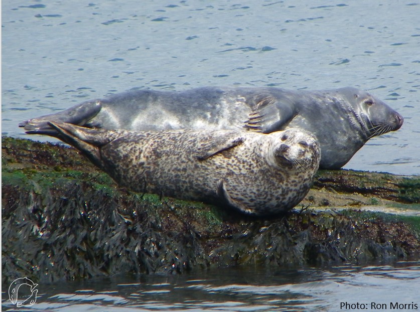 JOB ALERT!!!! SMRU are recruiting for TWO seal diet technicians. This is an exciting opportunity to join a team working to understand regional harbour seal declines. vacancies.st-andrews.ac.uk/Vacancies/W/50… deadline 11th August