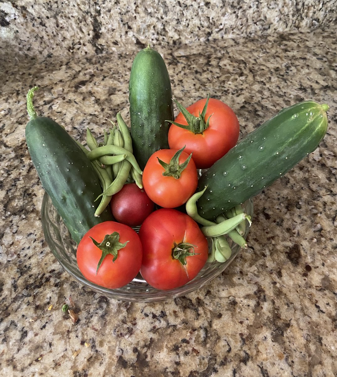 Lizeyesofblue's tweet photo. Today's Pickings!
#GardeningTwitter #gardening #organic #growyourown #vegetables #nature #HealthyLiving #food #delicious https://t.co/mKcofgvrwf
