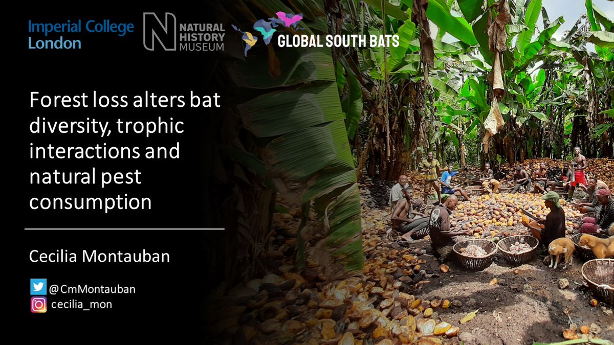 Cecilia Montauban 🦇🐾 (@cmmontauban) on Twitter photo Interested in #forestloss effects on #bats and their pest consumption in Ghana & Zambia? I will be presenting at #ICCB2023 tomorrow (Thursday) at 4:30pm in MH1 and would love to chat after. So thankful to <a href="/BritishEcolSoc/">British Ecological Society</a> & <a href="/BatConIntl/">Bat Conservation International</a> for the support to be here! Interested in #forestloss effects on #bats and their pest consumption in Ghana & Zambia? I will be presenting at #ICCB2023 tomorrow (Thursday) at 4:30pm in MH1 and would love to chat after. So thankful to <a href="/BritishEcolSoc/">British Ecological Society</a> & <a href="/BatConIntl/">Bat Conservation International</a> for the support to be here!