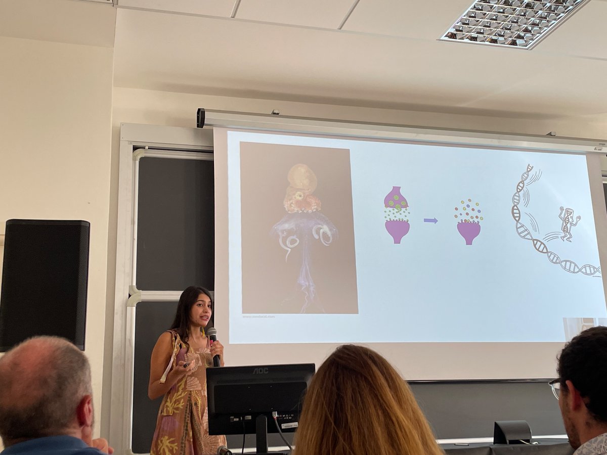 Learning about how cephalopods have co-opted acetylcholine receptors as sensory receptors on their suckers - fascinating stuff at #SMBE2023 with @wendyssae 🐙🐙