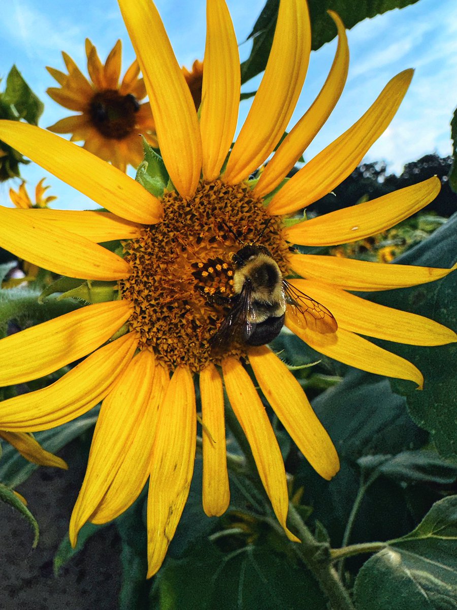 marissaecole's tweet photo. I got a new phone with a nice camera, perfect for close-ups of 6- and 8-legged critters. 🌻 https://t.co/01flONUcvk