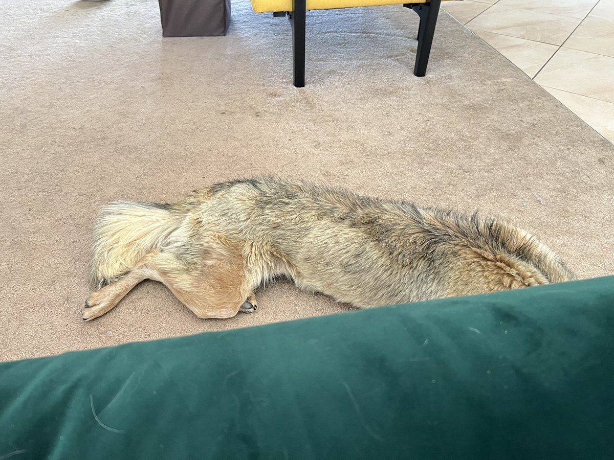The coyote in my living room. 😂 #fosterdog
