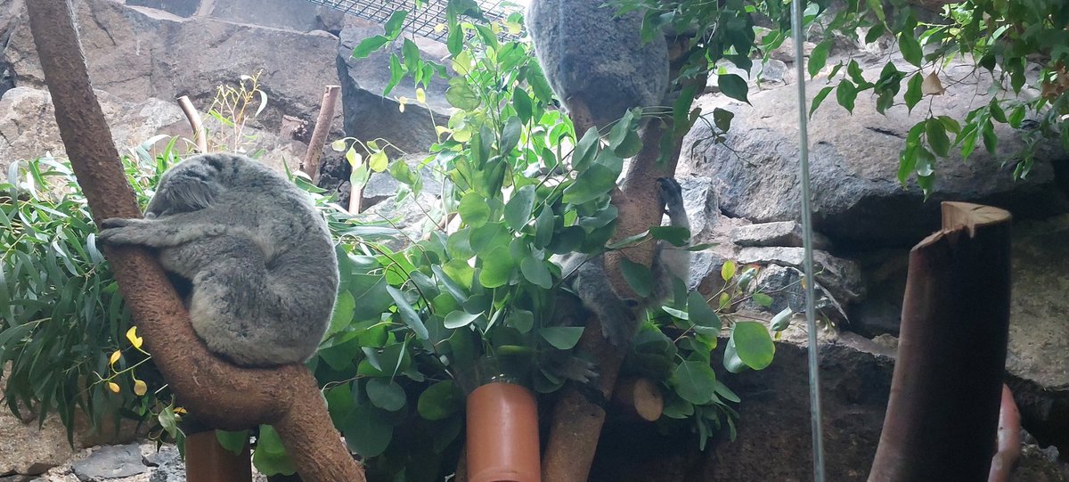 The drive up to the Zoo this morning had us prepared for a miserable wet day, but it turned out lovely! We were joined by Lauren today which made it even better and then we bumped into Mr and Mrs Miller what a treat! 🤩