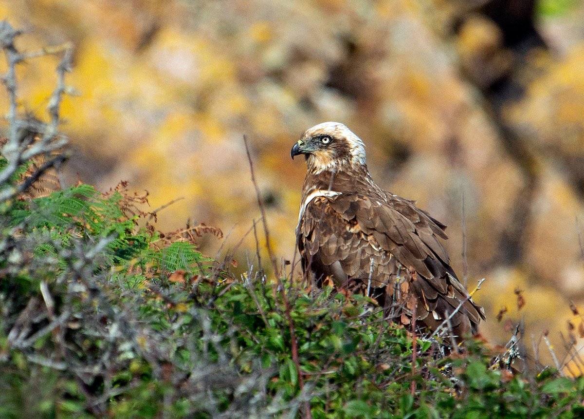 A extraordinary encounter with this female Marsh Harrier yesterday at Petit Port cliffs while staying with family in Jersey. She landed just a few feet away after causing plenty of panic at the High Tide roost there.
