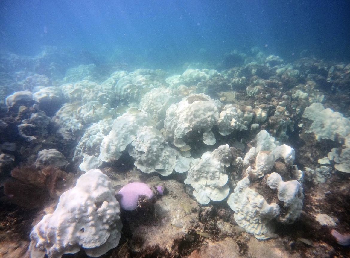 Our coral reefs are succumbing to the #extremeheat. Mass bleaching and die-off due to the record-breaking water temperatures have spread across reefs in the Florida Keys. Unlike us, corals can't move into the shade or have a cold drink to cool off... (1/3) #CoralBleaching