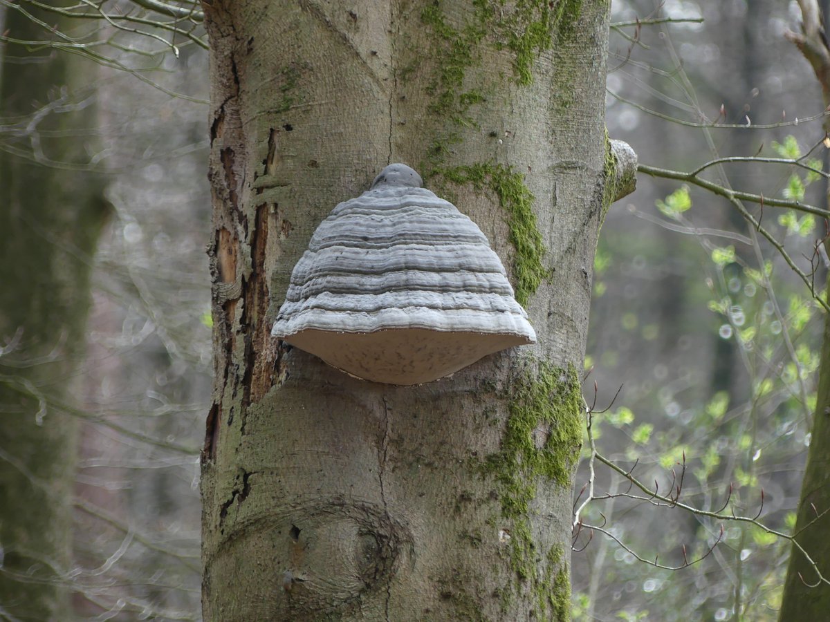 Sixrande's tweet image. Starting a thread of pictures that i've taken. Most of it will probably be nature related but i'll also throw in some other stuff like buildings or other things that caught my eye. Starting off with some of my favorites so far: