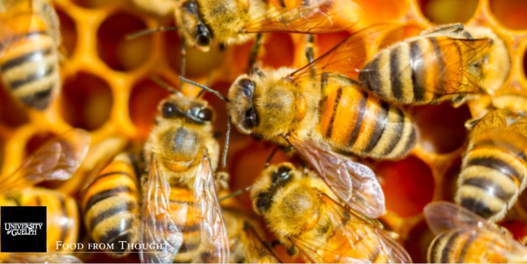 The @BeeGutProject is a #FfT funded study which focuses on a novel approach to understanding the role of health and disease-associated microbial communities found in honeybees to allow for improved microbiome management in apiculture. Learn more: foodfromthought.ca/wp-content/upl…