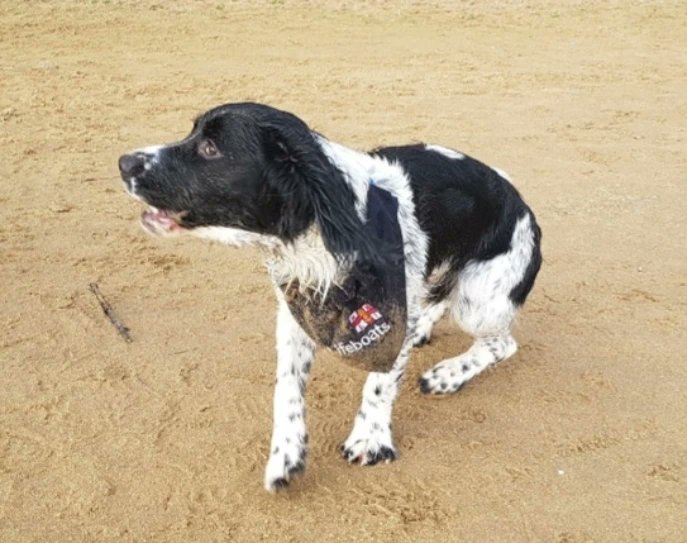 Thanet_CommSafe's tweet image. As it's #nationaldogphotographyday we thought we would share some of our favourite doggie photograph's. 

@RNLI @RamsgateRNLI @ramsgateweek #knowwhotocall #Ramsgate #margate #Broadstairs #thanet