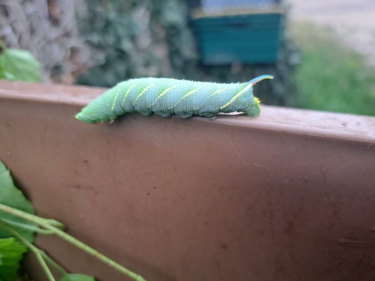 madasbof1's tweet photo. Found this beauty in the garden today. Think.  it's a Lime Hawk-moth.
Have repatriated it in the silver birch from where we think it came. https://t.co/1xajyhWgpN