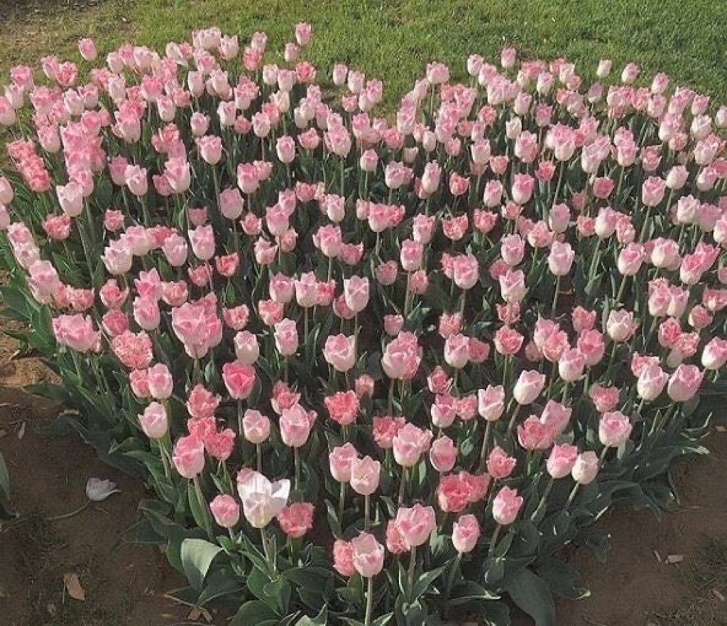 heartipink's tweet image. tulips doing a heart