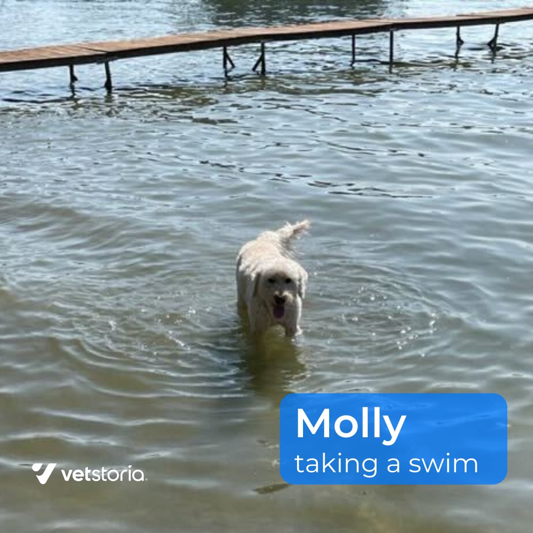 Katy and her dog Molly have some tips on staying cool!
"Molly enjoys using a creek to cool down. We also have an outdoor dog bed with a mesh bottom to help increase airflow.
Dogs sweat through their paws. When trying to help them stay cool, focus on the feet! "
#PetHealth