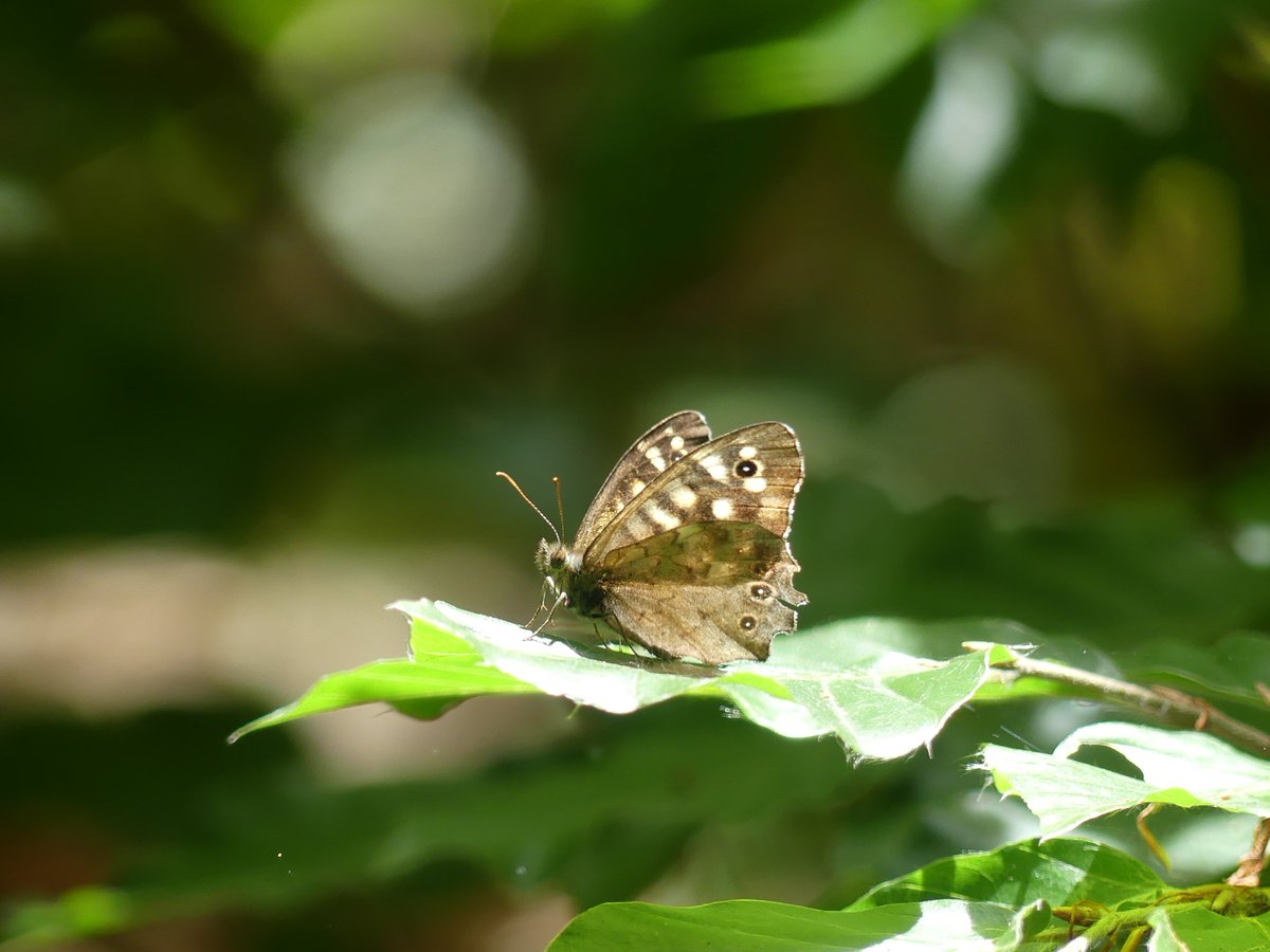 Sixrande's tweet image. Starting a thread of pictures that i've taken. Most of it will probably be nature related but i'll also throw in some other stuff like buildings or other things that caught my eye. Starting off with some of my favorites so far: